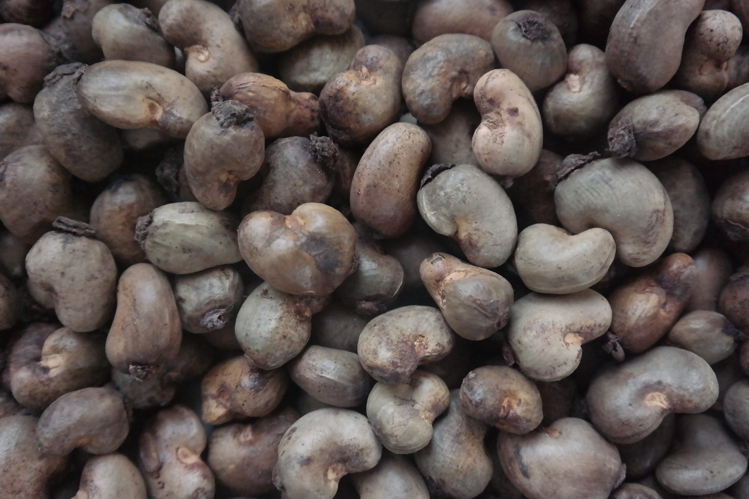 cashewnut